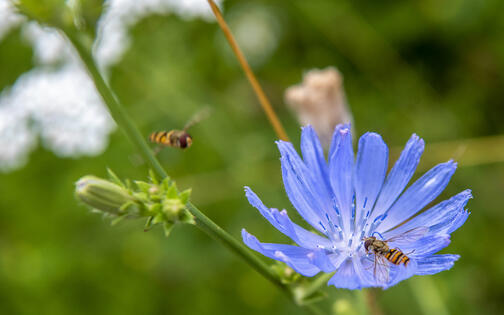 Zoemende bijen rond de wilde chicorei