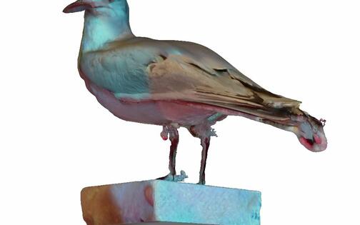 Resultaat 3D-scanvan opgezette vogel, Stad Gent, 2018