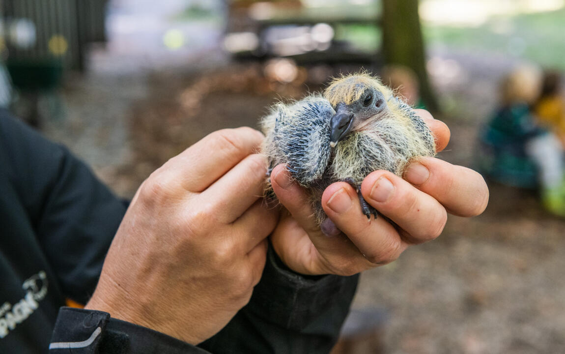 boerin houdt een babyduifje vast