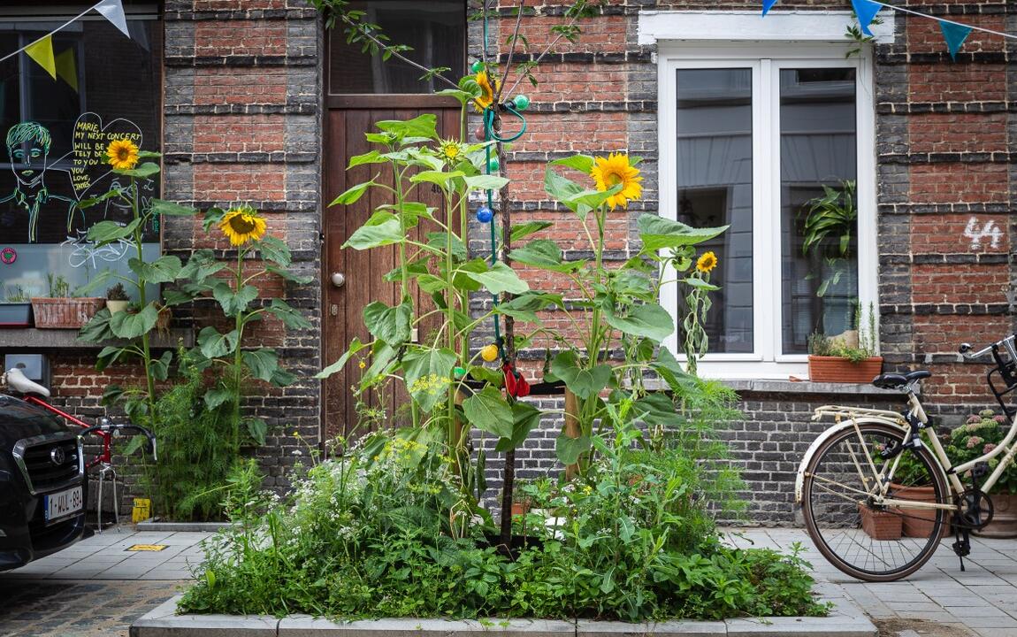 Straattuin met zonnebloemen