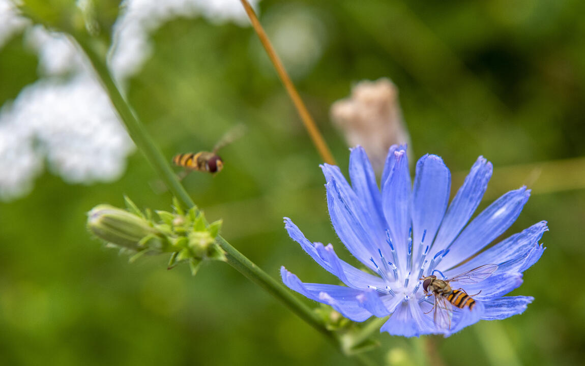 Zoemende bijen rond de wilde chicorei