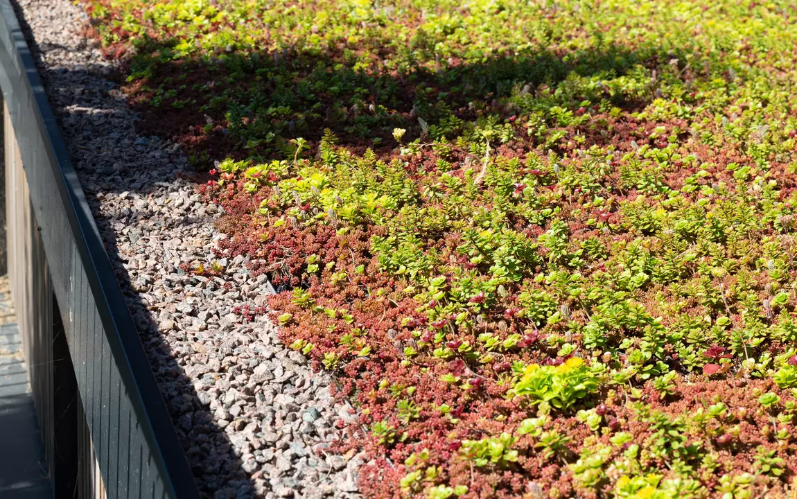 Groendak met sedum