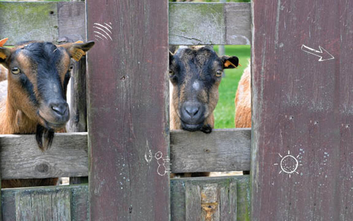 Twee geitjes kijken doorheen de afsluiting op Schoolhoeve De Campagne