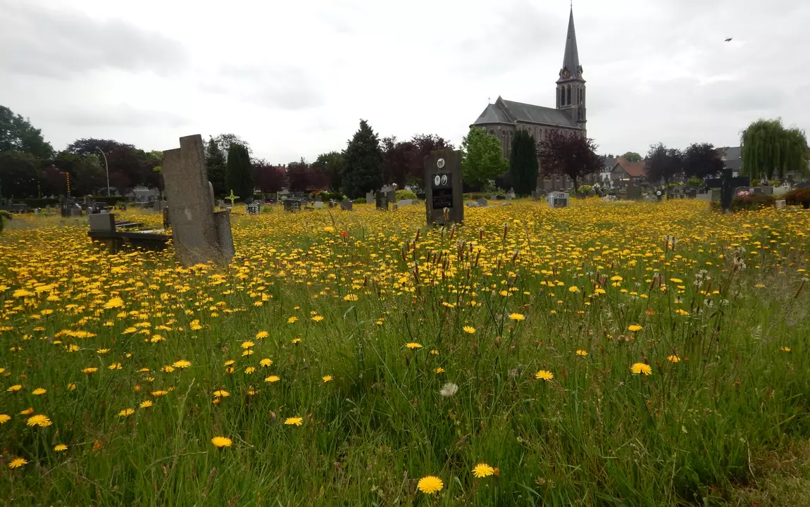 biggenkruid op de begraafplaats van Gentbrugge
