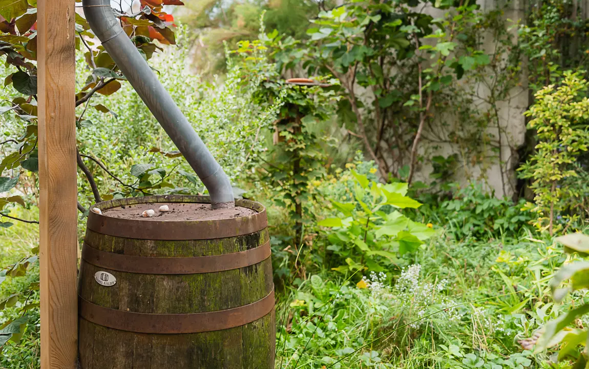 Een regenton en regenwaterpijp in een stadstuin in Gent
