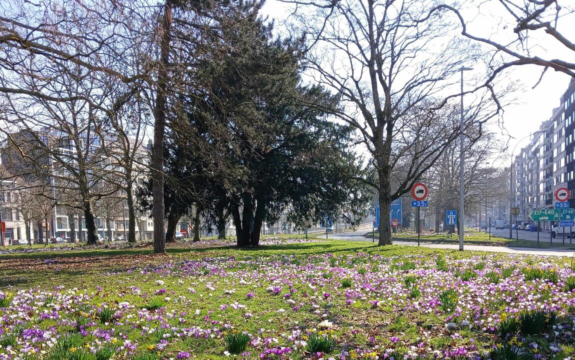 het park aan het begin van de B 401 vol met bloeiende krokussen