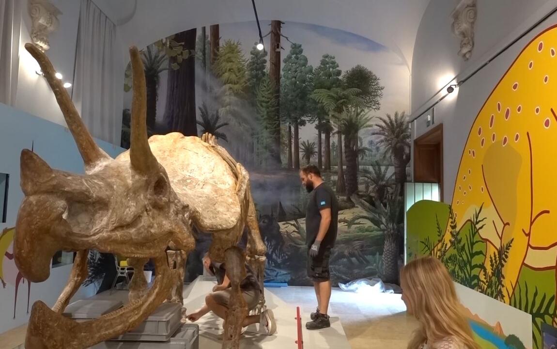 Een medewerker legt de laatste hand aan het replica-skelet van de triceratops