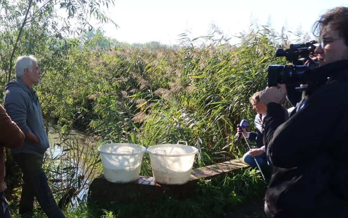 Een foto van de grote modderkruipers net voor ze uitgezet werden