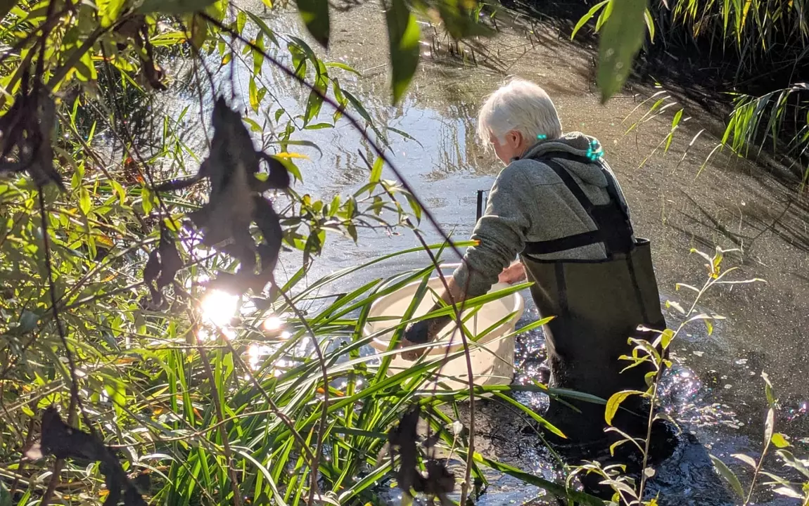 Een foto van de grote modderkruipers net voor ze uitgezet werden