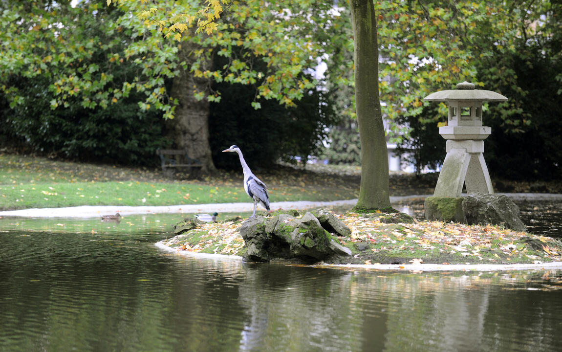 Kotoji Citadelpark reiger