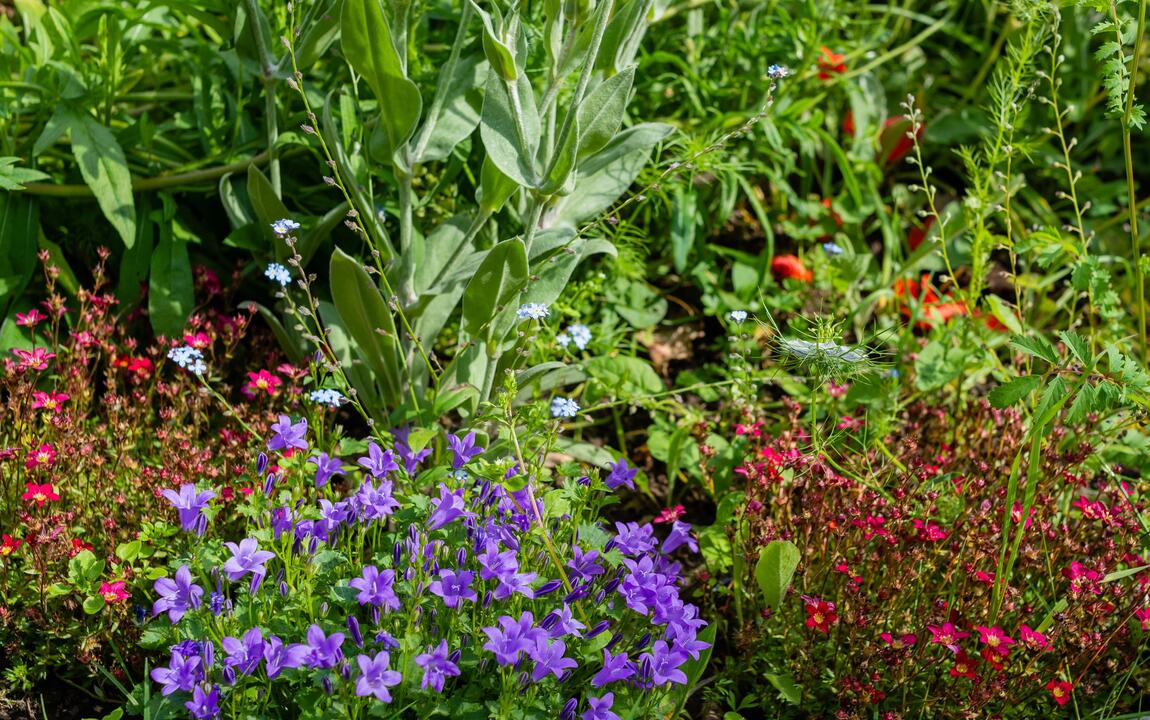 Beplanting straattuin