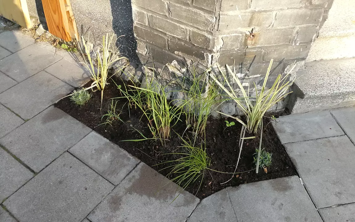 vers aangeplante plantjes in de Klinkkouterstraat