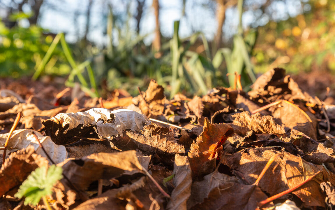 Mulch van gedroogde bladeren