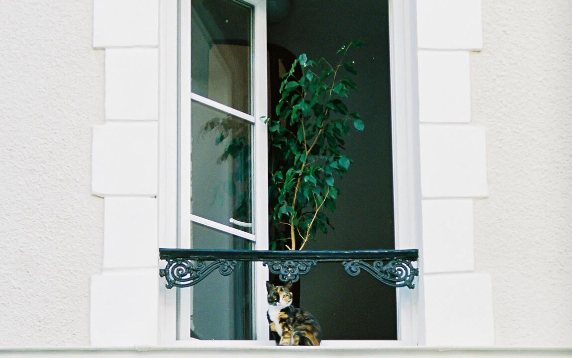 Open venster met kat