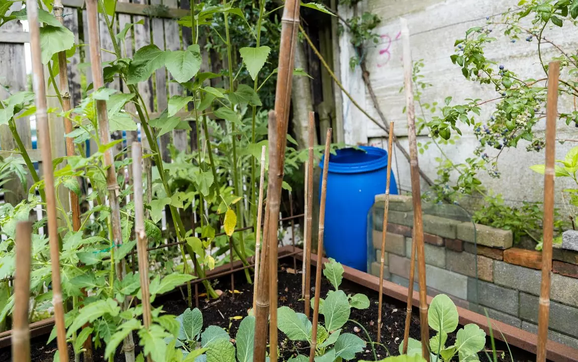 Moestuinbak en regenton in stadstuin