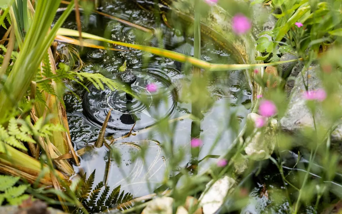 Kleine vijver met bloemen in stadstuin