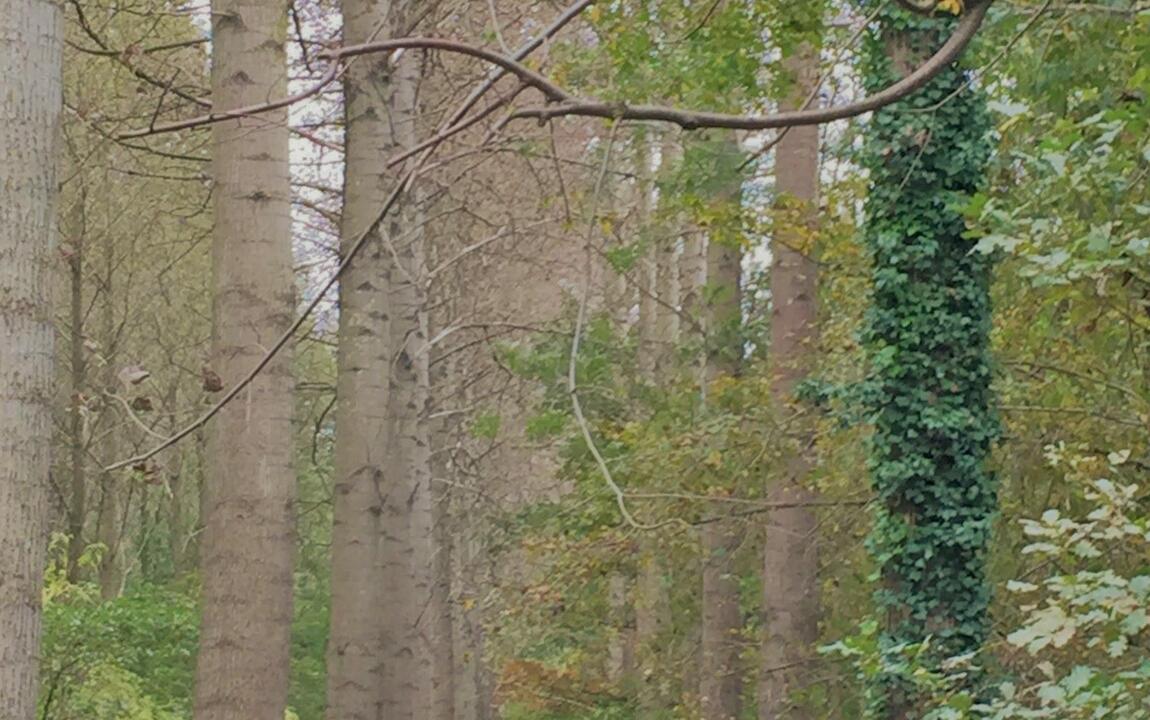 een dreef in de Vinderhoutse Bossen