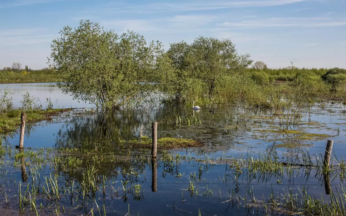 Water in de Gentbrugse Meersn