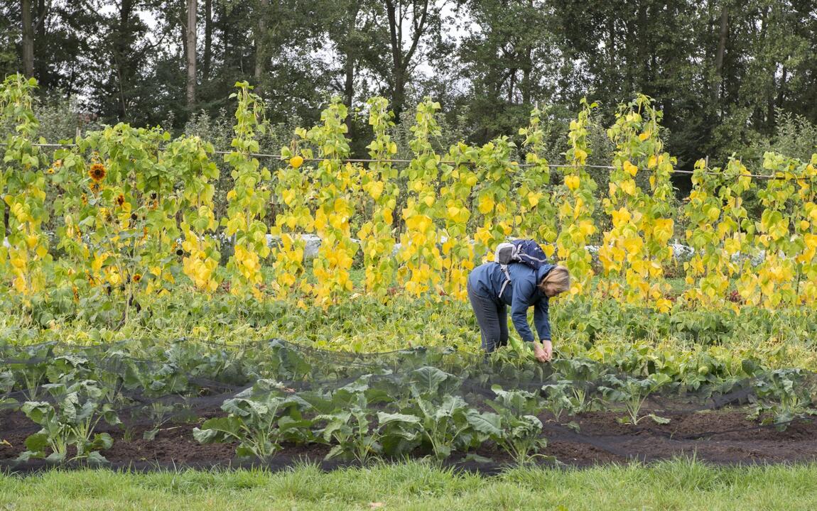 Zelf groenten oogsten op boerderij