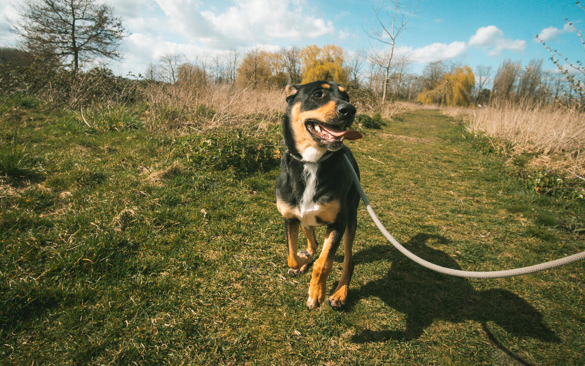 Wandelende hond