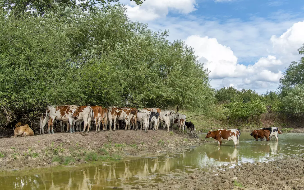 Grazers in de Gentbrugse Meersen