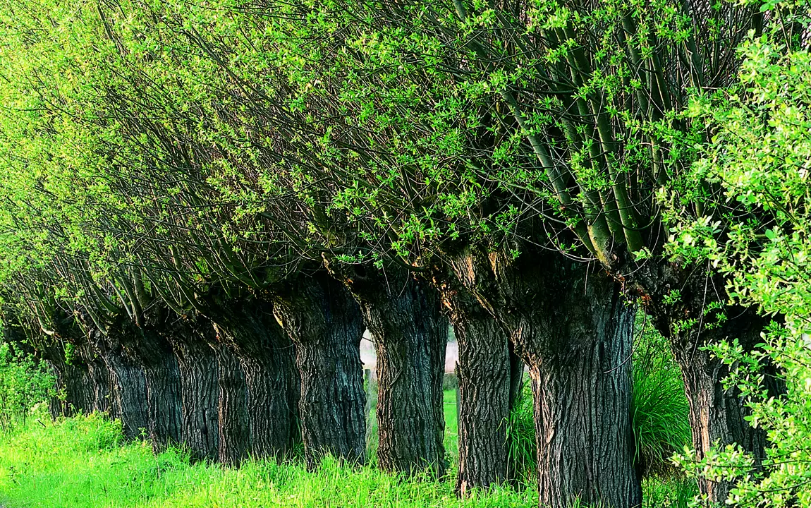 Een rij knotwilgen in de Bourgoyen 
