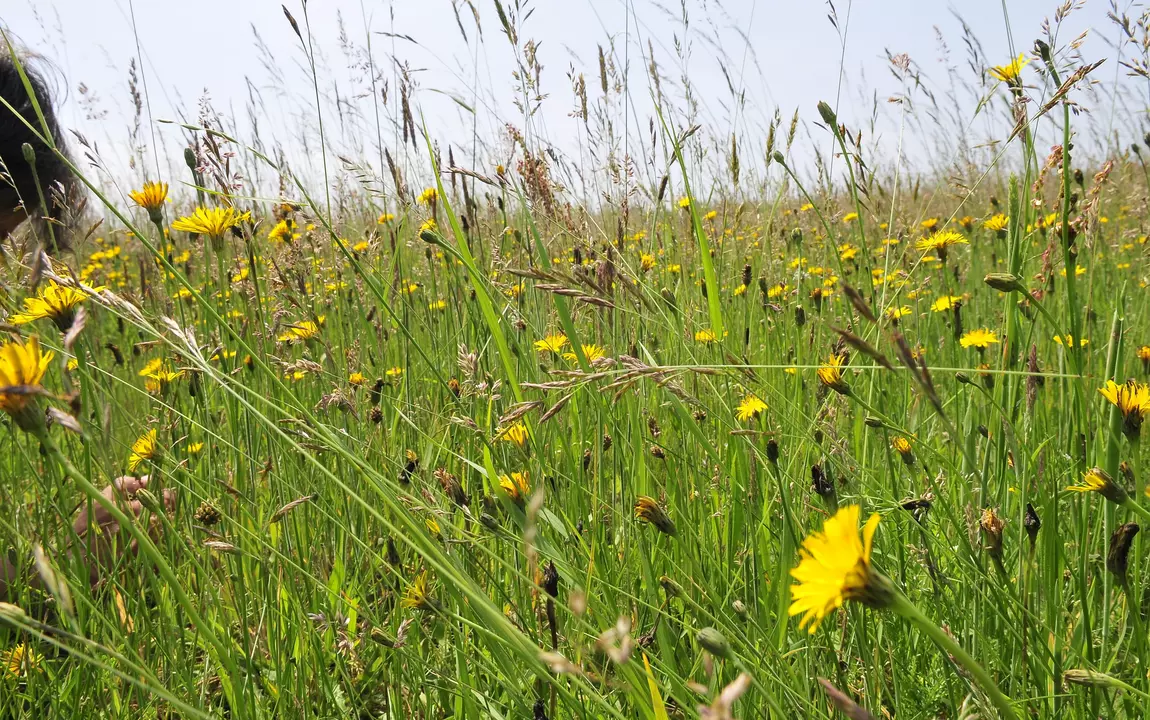 bloemenrijk grasland