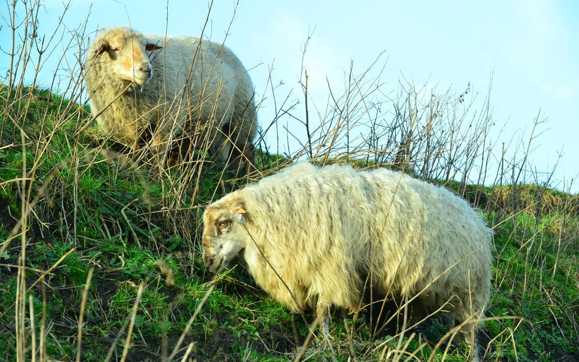 schapen helpen mee in het beheer