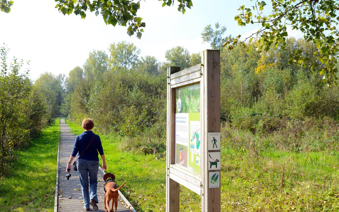 Wandelaar op een knuppelpad in de vallei van de Rosdambeek