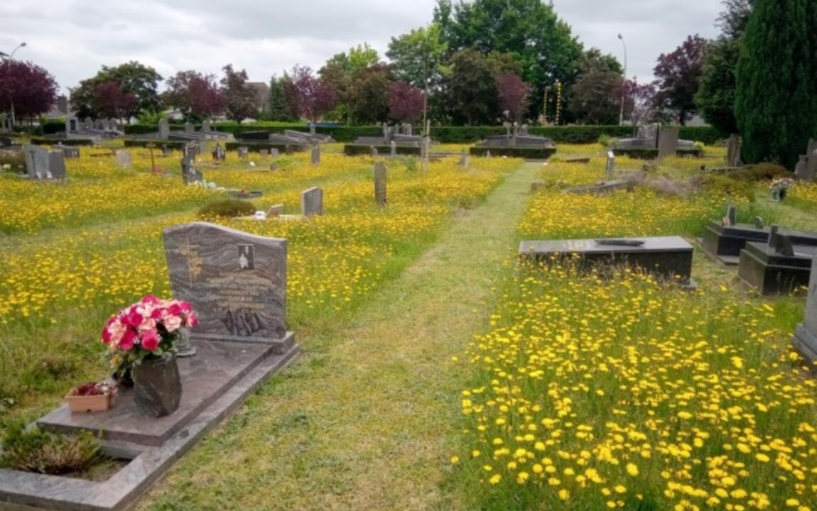 Voorbeeld halfintensief grasland (= kruidenrijk gazon) met kort gemaaide graspaden 