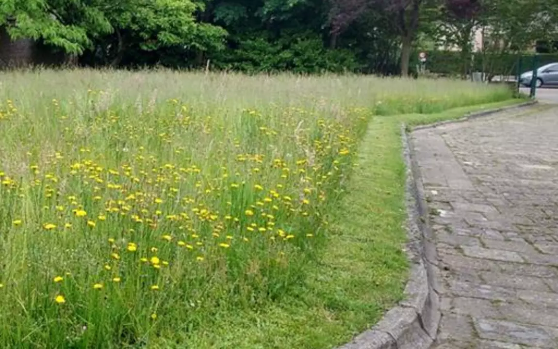 Extensief grasland (= bloemrijk grasland) zonder graven met netheidsboord langs de verharding