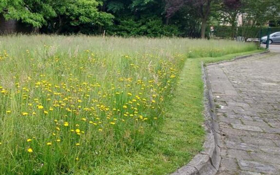 Extensief grasland (= bloemrijk grasland) zonder graven met netheidsboord langs de verharding