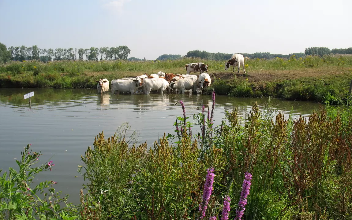 zicht op de Bourgoyen en enkele koeien in de plas