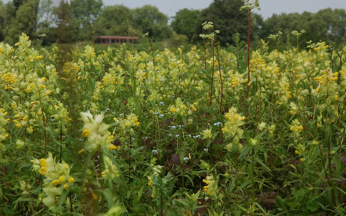 zicht op bloeiend grasland met vogelkijkhut in de verte