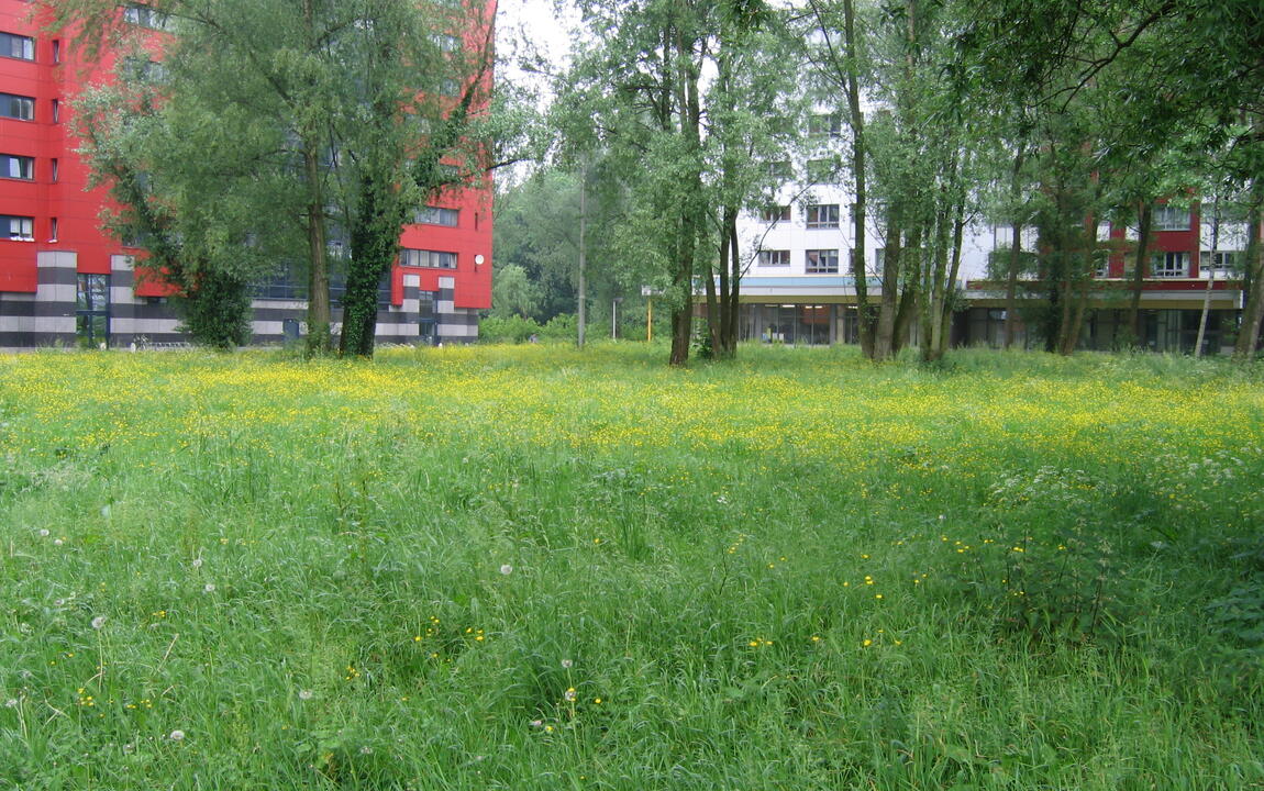 zicht op grasland