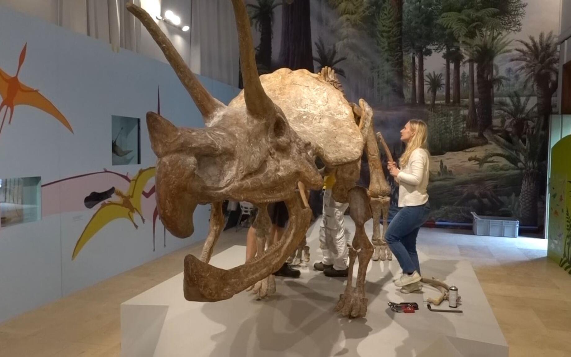Een medewerker legt de laatste hand aan het replica-skelet van de triceratops