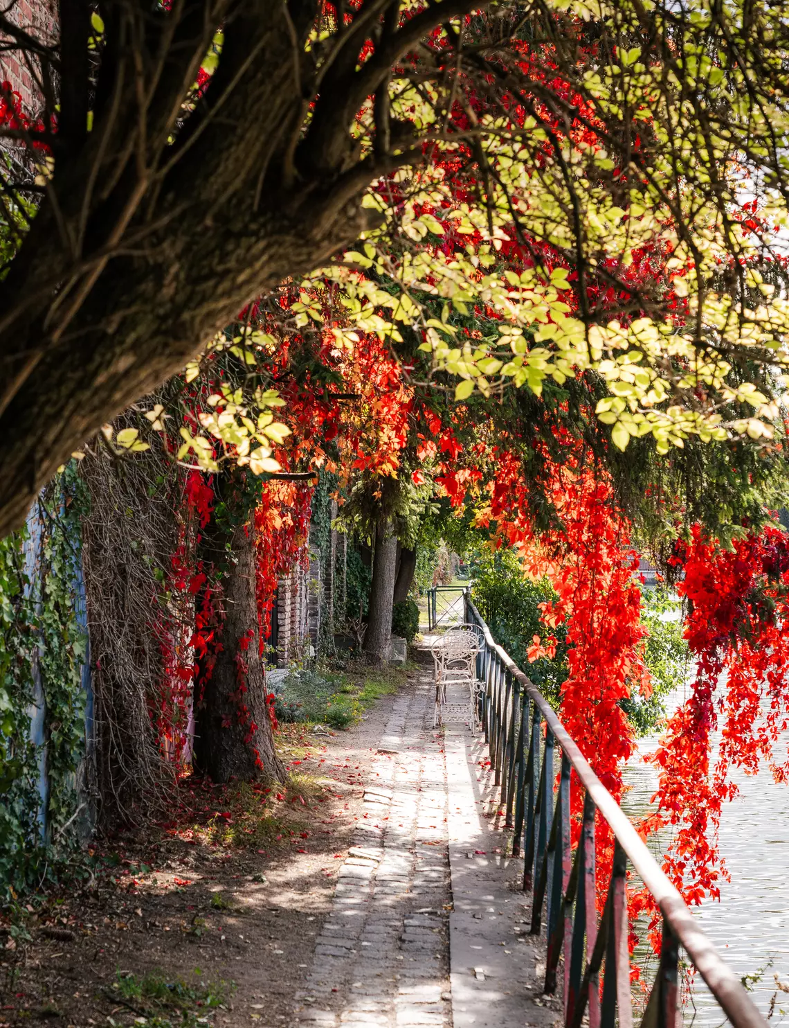 Herfstbomen Achtervisserij