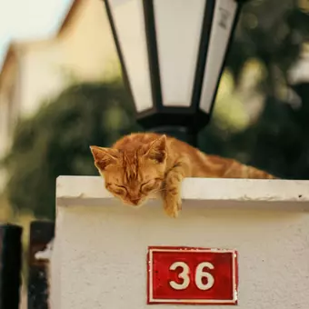 Kat op een muur met huisnummer