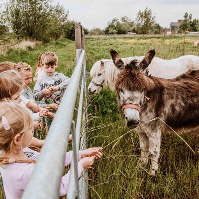 Kinderen geven aandacht aan dieren op de weide