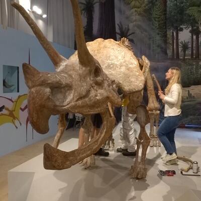 Een medewerker legt de laatste hand aan het replica-skelet van de triceratops