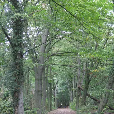 Het wandelbos Slotendries in Oostakker