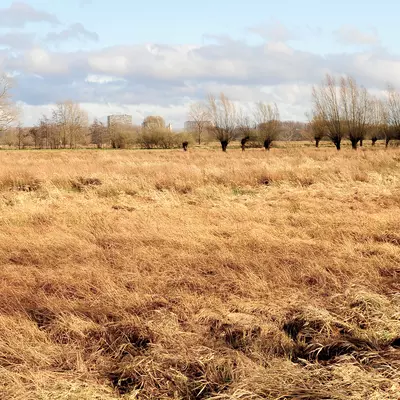 Droogte in de Bourgoyen
