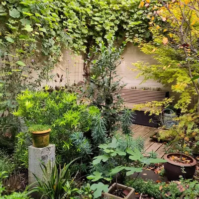 stadstuin met klimplanten