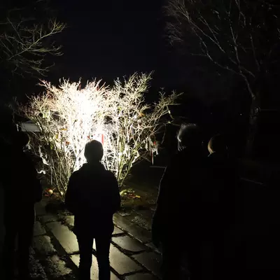 kind bij sterretjesboom in het donker