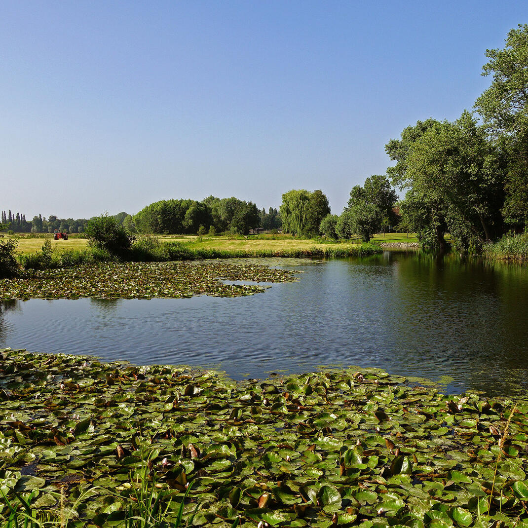 Waterplas naast veld en bos