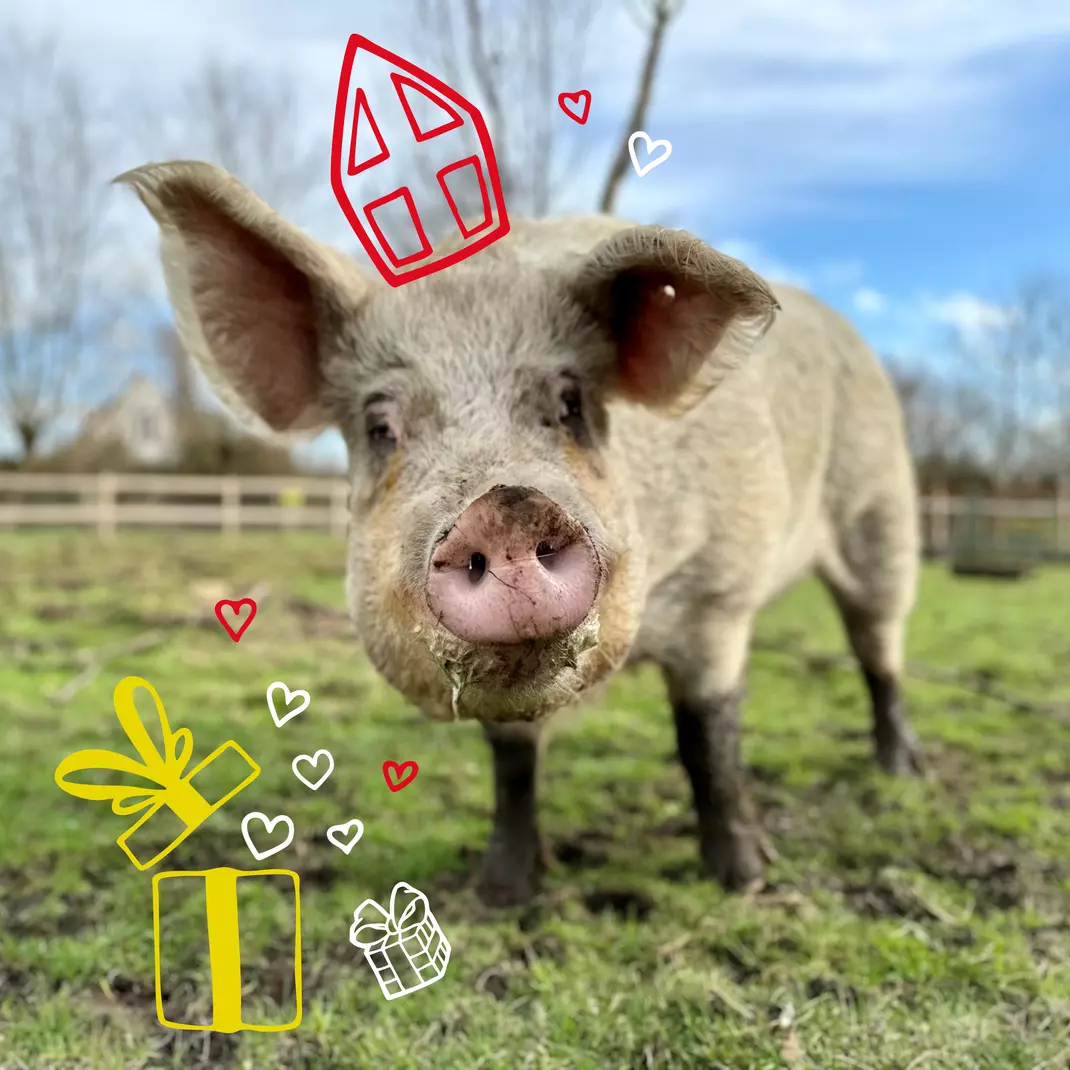 Sinterklaas op de boerderij