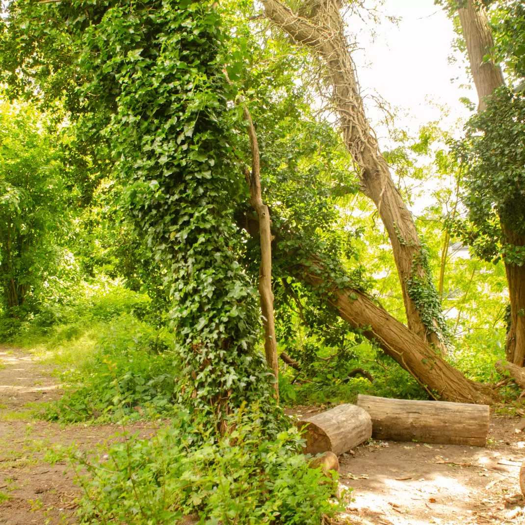 De Groene Banaan, een avontuurlijke wandeling op een verhoogde spoorwegberm