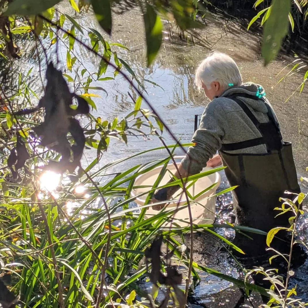 De grote modderkruipers worden uitgezet