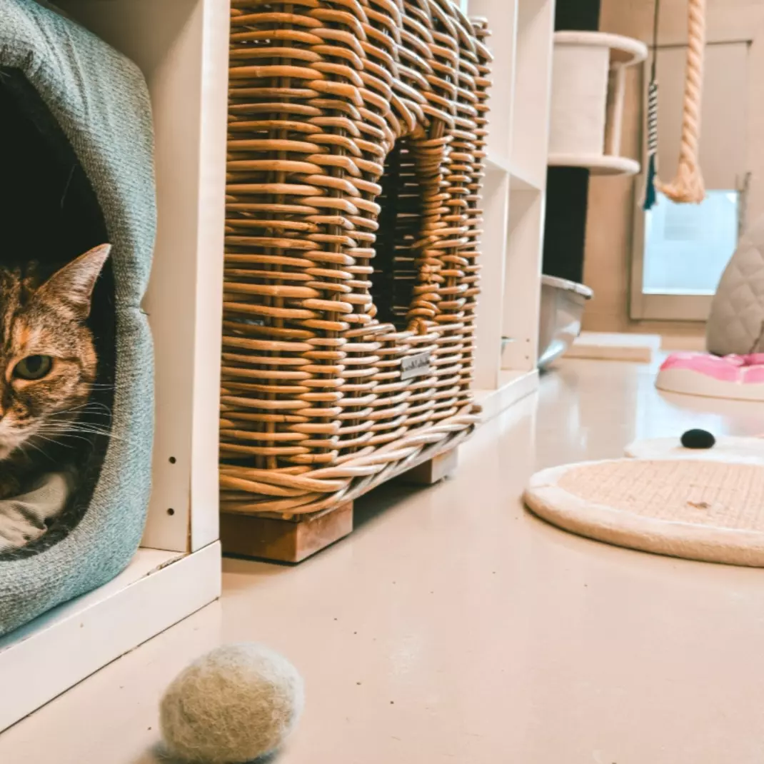 kat in mand in dierenasiel