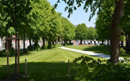 bomen langs Gentse straten, pleinen en in parken